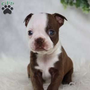 Bambi, Boston Terrier Puppy